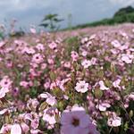 Semilla de Nube Rosa ✅📦