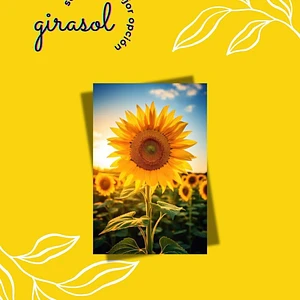 Semilla de Girasol 🌻