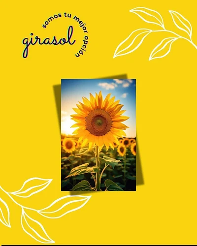 Semilla de Girasol 🌻 en San Martin Texmelucan, Puebla