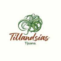 Tillandsias Tijuana