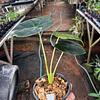 Alocasia Hueso Dorado