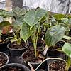Alocasia Manto Morado