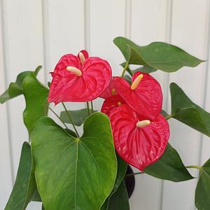 Anturio Rojo
