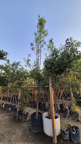 Fresno en Cocoyoc, Morelos