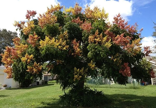 Árbol de Flama China en Allende, Nuevo León