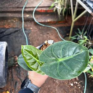 Alocasia Hueso Dorado