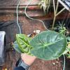 Alocasia Hueso Dorado