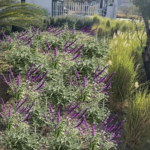 Diseño de Jardín