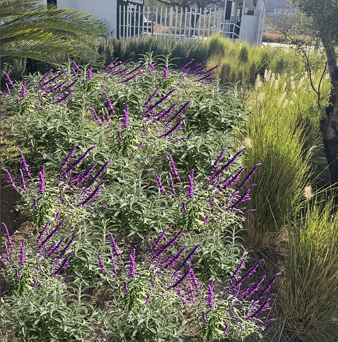 Diseño de Jardín en Allende, Nuevo León
