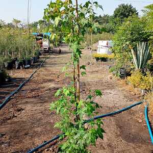 Liquidambar