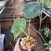 Alocasia Hueso Dorado