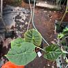 Alocasia Manto Morado