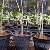 Planta Cebra