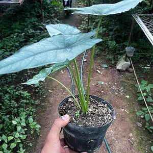Alocasia Aliento de Dragón