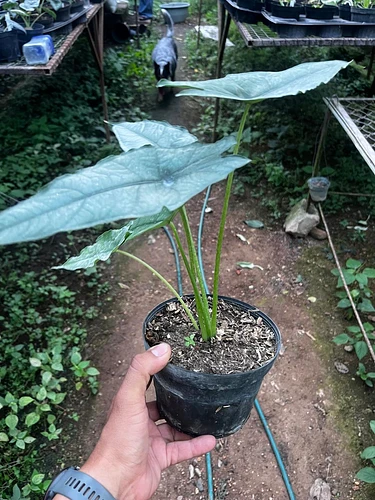 Alocasia Aliento de Dragón en Tres Valles, Veracruz