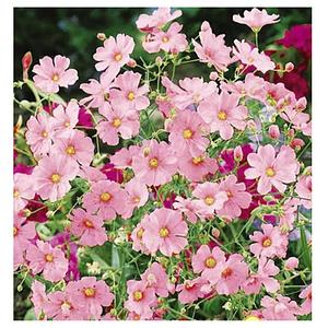 Semilla de Nube Rosa ✅📦