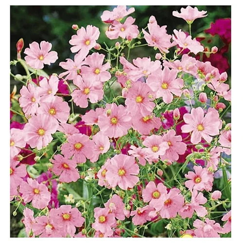 Semilla de Nube Rosa ✅📦 en San Martin Texmelucan, Puebla