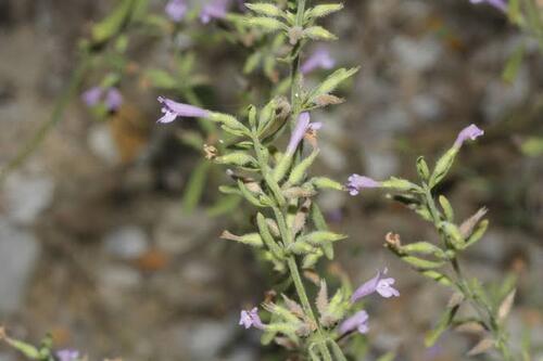 Menta Silvestre en Monterrey, Nuevo León