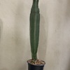 Cactus Órgano