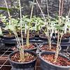 Planta Cebra