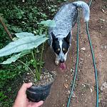 Alocasia Aliento de Dragón