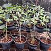 Planta Cebra