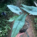 Alocasia Aliento de Dragón