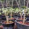 Planta Cebra