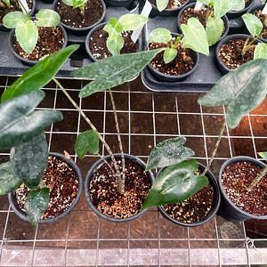 Planta Cebra
