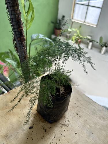 Helecho Espumoso en Guadalupe, Nuevo León