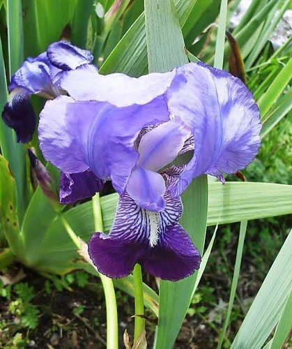 Lirio Azul en San Martin Texmelucan, Puebla