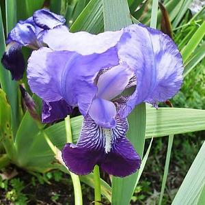 Lirio Azul