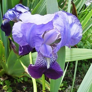 Lirio Azul