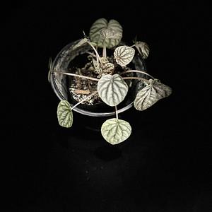Peperomia Cáscara de Nuez