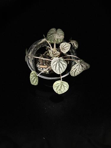 Peperomia Cáscara de Nuez en Guadalupe, Nuevo León