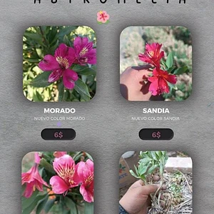 Planta de Astromelia