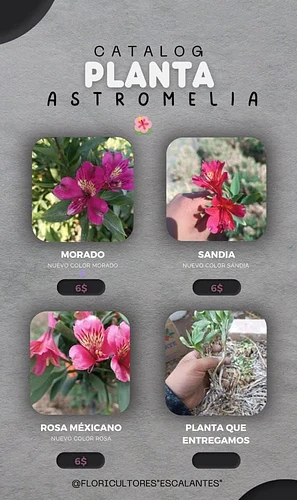 Planta de Astromelia en San Martin Texmelucan, Puebla