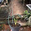 Alocasia Mandalay