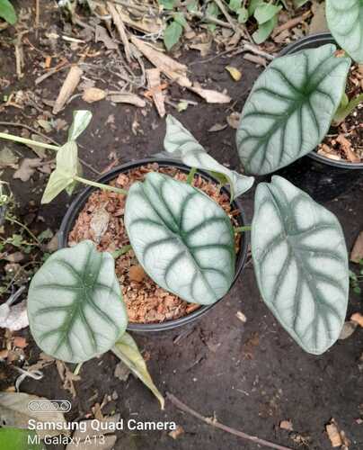 Alocasia Silver Dragon en Zapoapan Ixtaczoquitlán, Veracruz