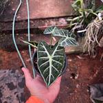 Alocasia Mandalay