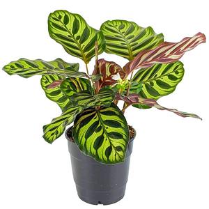 Calathea Makoyana Care
