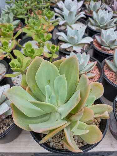 Echeveria Nuvi en Escobedo, Nuevo León