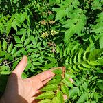 Árbol de Flama China