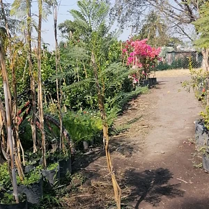 Jacaranda Flor Blanca