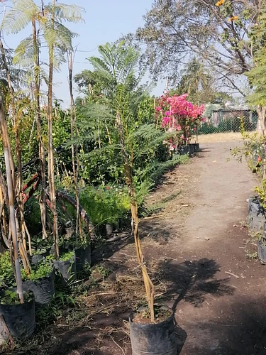 Jacaranda Flor Blanca en Cocoyoc, Morelos