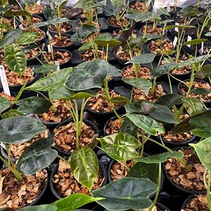 Alocasia Hueso Dorado