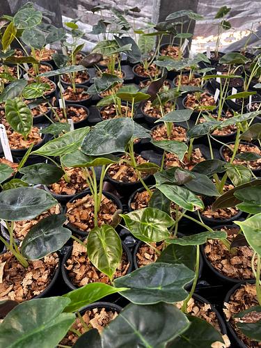 Alocasia Hueso Dorado en Tres Valles, Veracruz