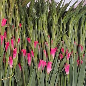 Bulbo de Gladiola Variedad Portadel