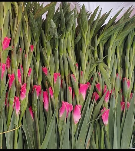 Bulbo de Gladiola Variedad Portadel en San Martin Texmelucan, Puebla