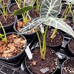 Alocasia Mandalay